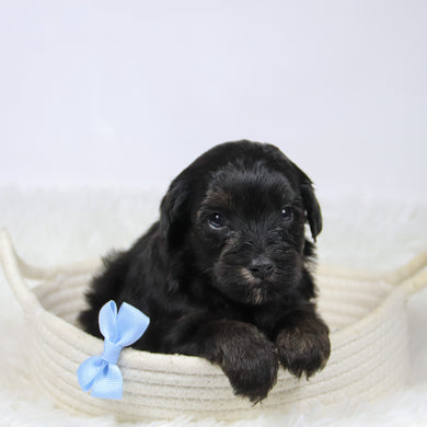 Badar - Available 12/10