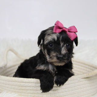 Cacalia - Available Now