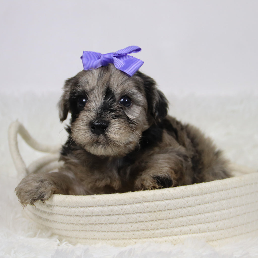 Caca - Available 12/10