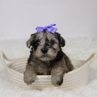 Caca - Available 12/10