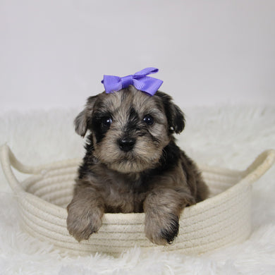 Caca - Available 12/10