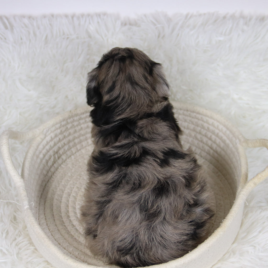 Caca - Available Now