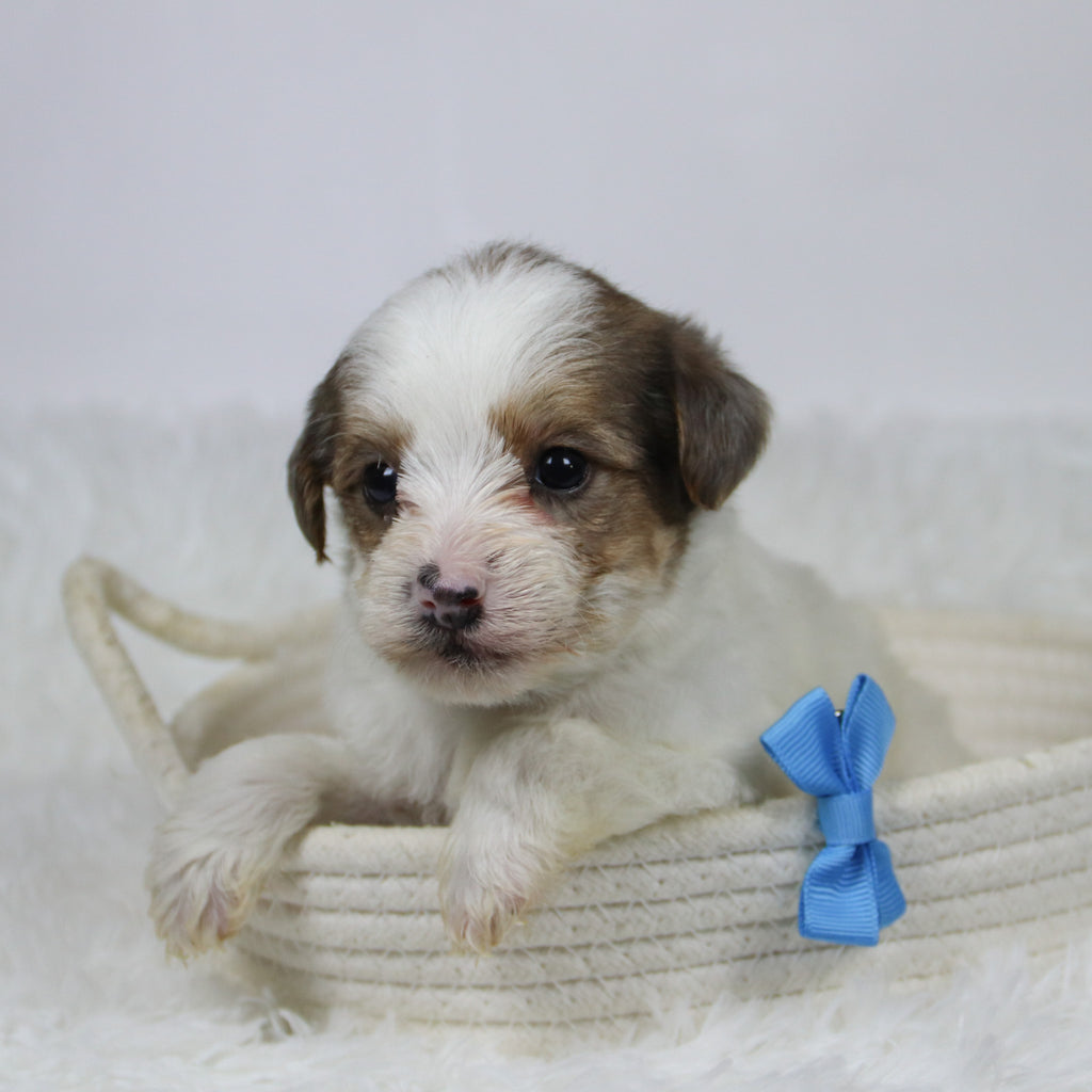 Alon - Available Now