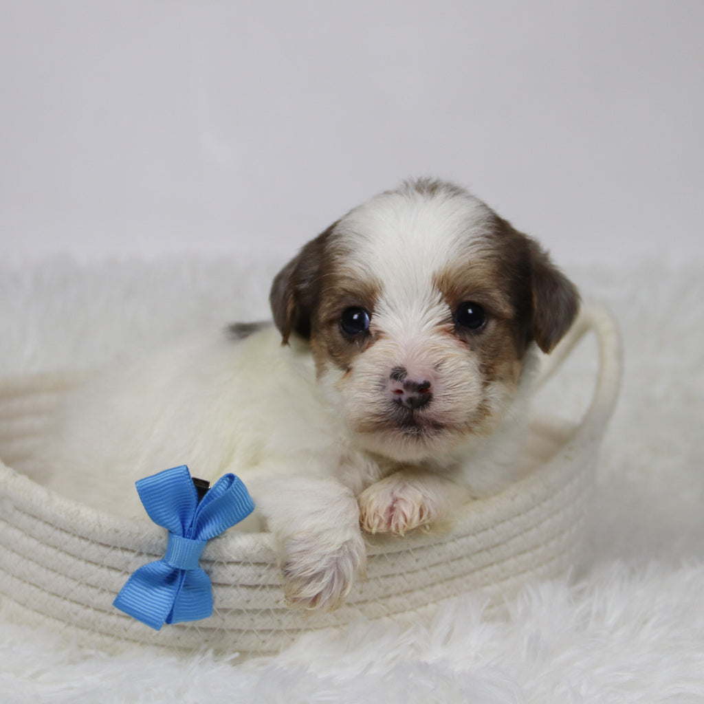 Alon - Available Now