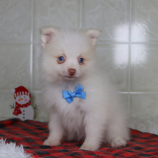 Lyle - Available 12/31