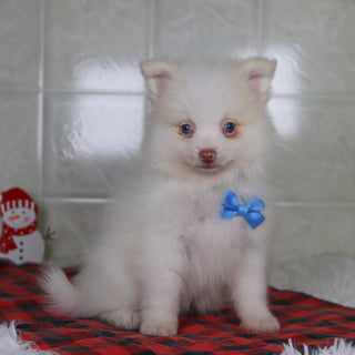 Lyle - Available 12/31