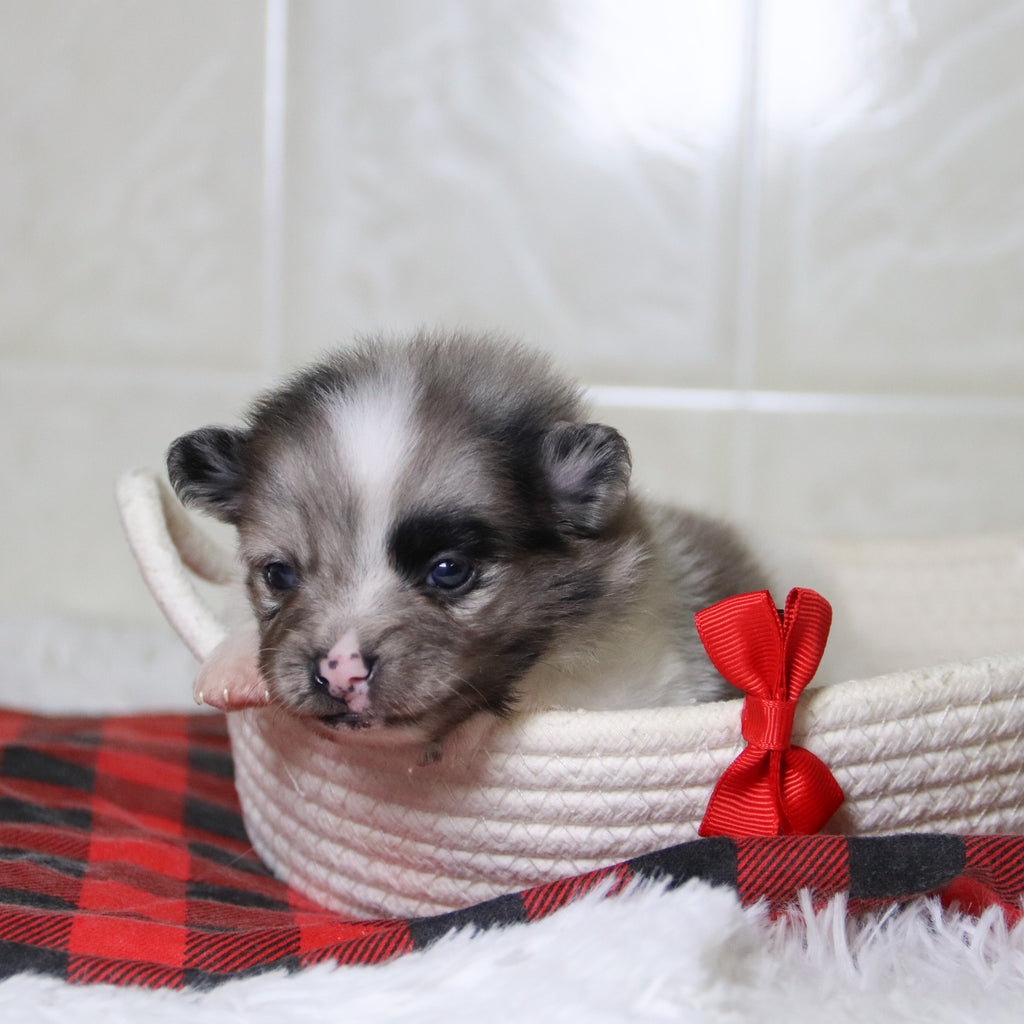 Lenny - Available 12/31