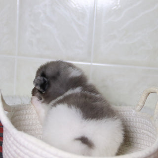 Lenny - Available 12/31