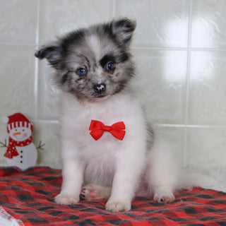 Lenny - Available 12/31