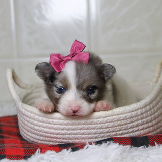 Diana - Available 1/8