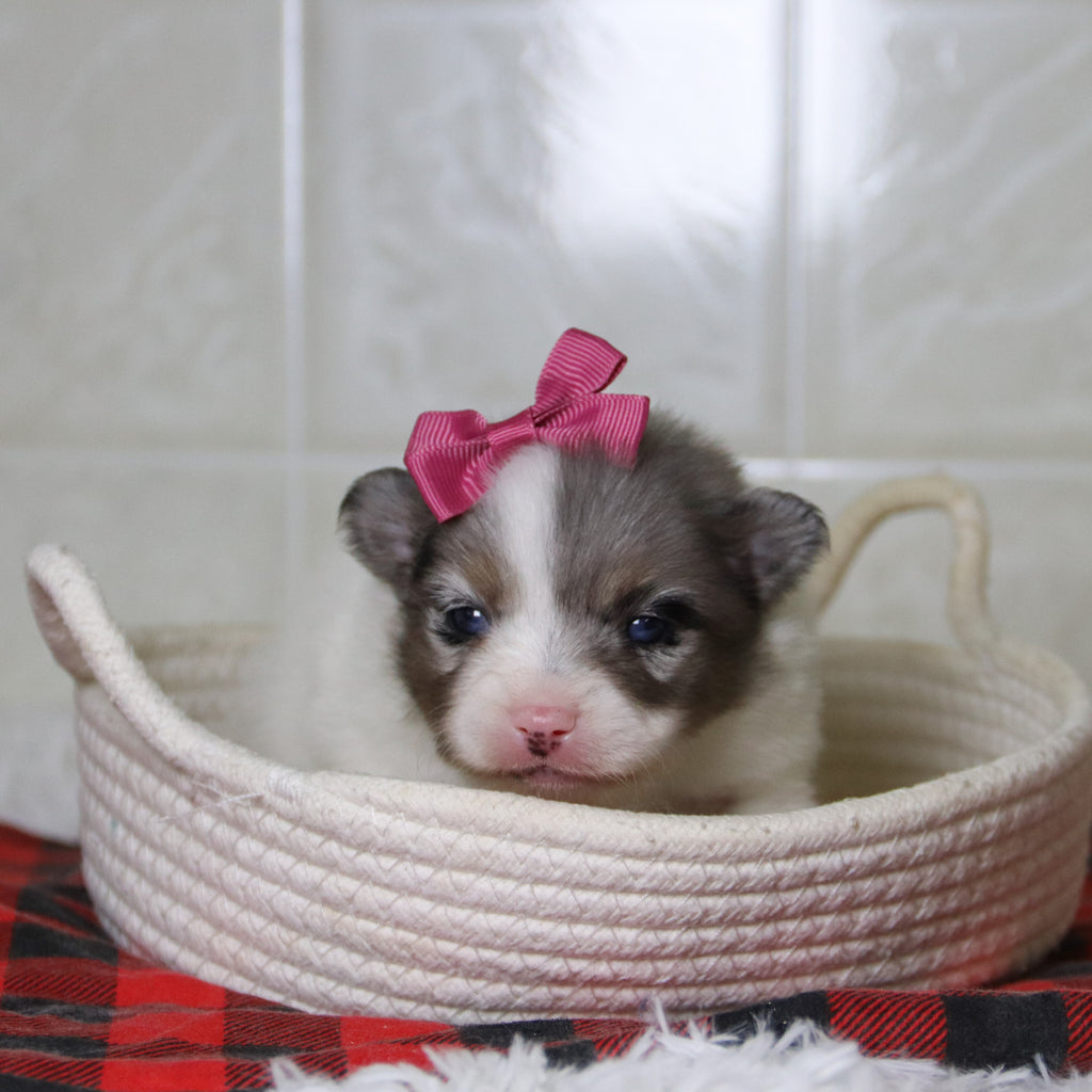 Diana - Available 1/8