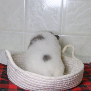 Diana - Available 1/8