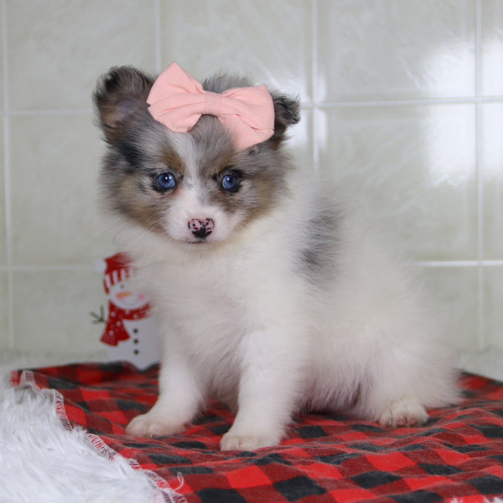 Diana - Available 1/8