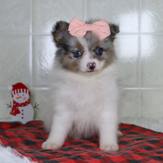 Diana - Available 1/8