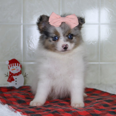 Diana - Available 1/8