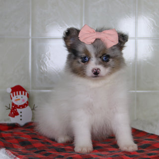 Diana - Available 1/8