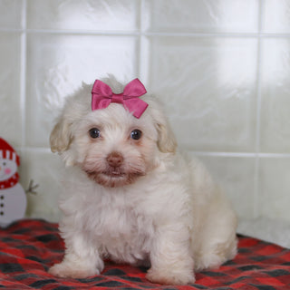 Shelley - Available Now