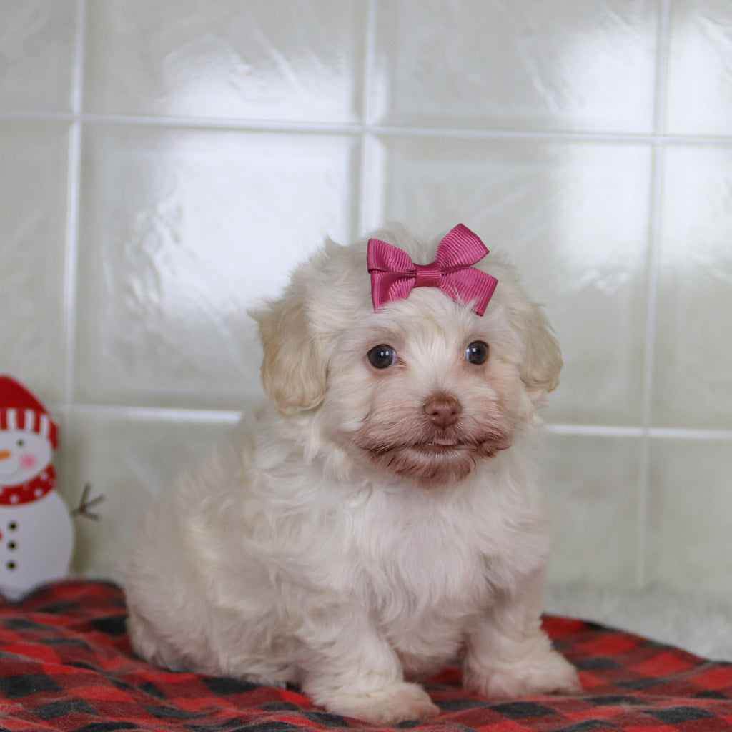 Shelley - Available Now