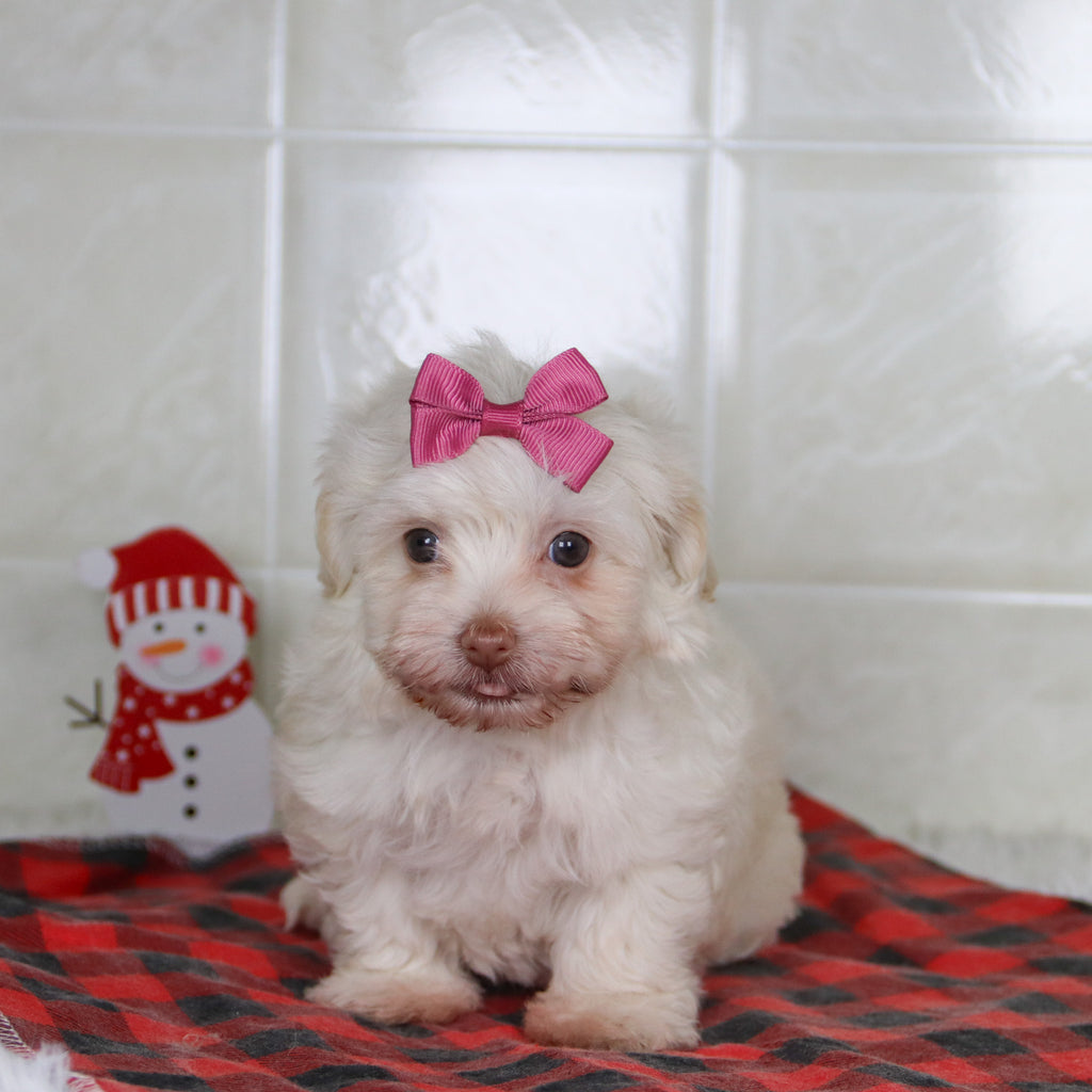 Shelley - Available Now