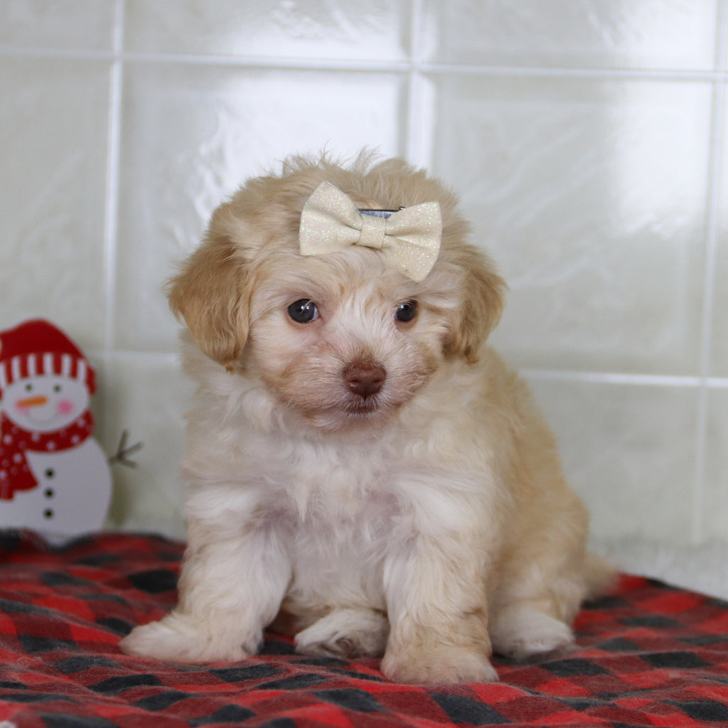 Ornament - Available Now