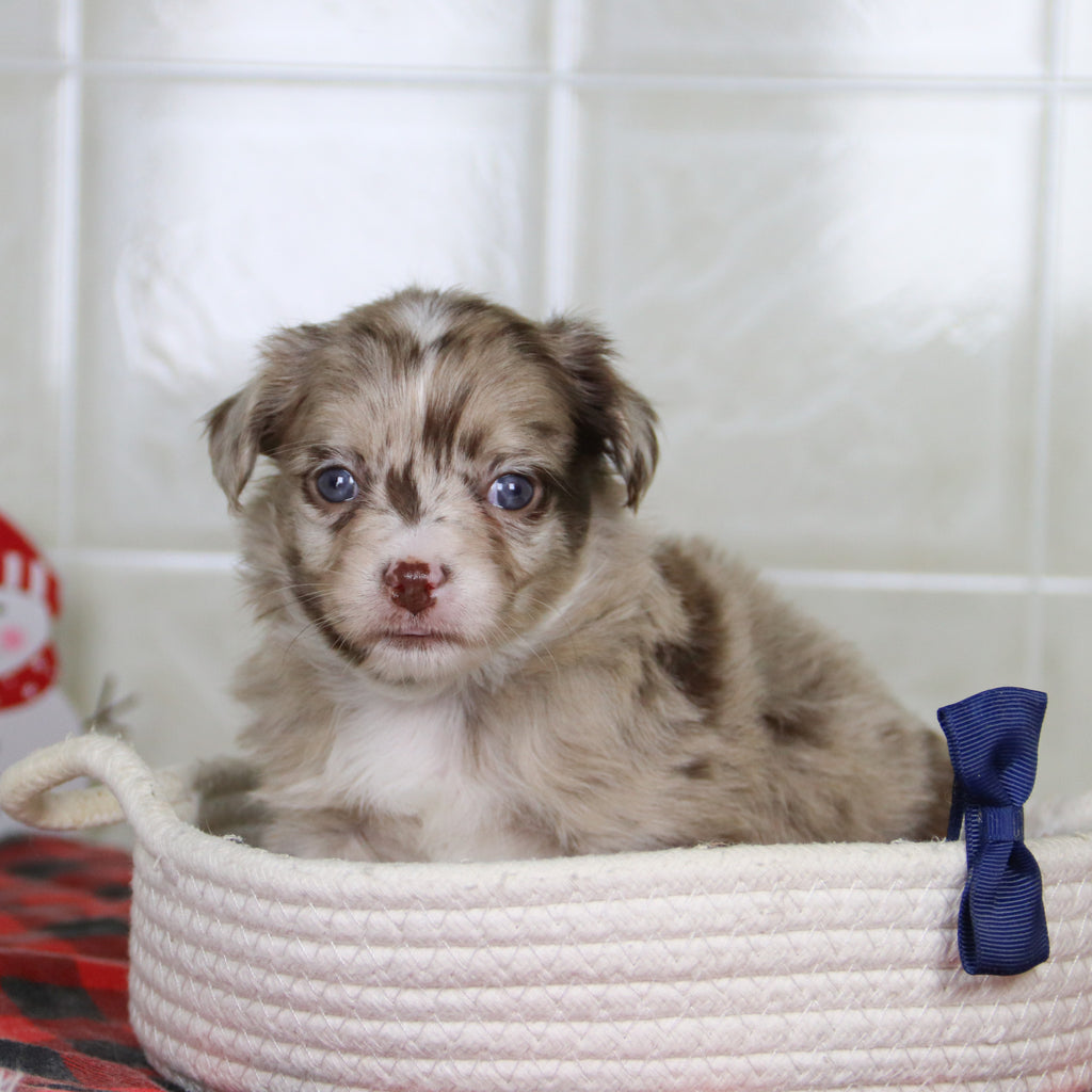 Herbert - Available 1/15