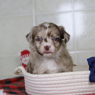 Herbert - Available 1/15