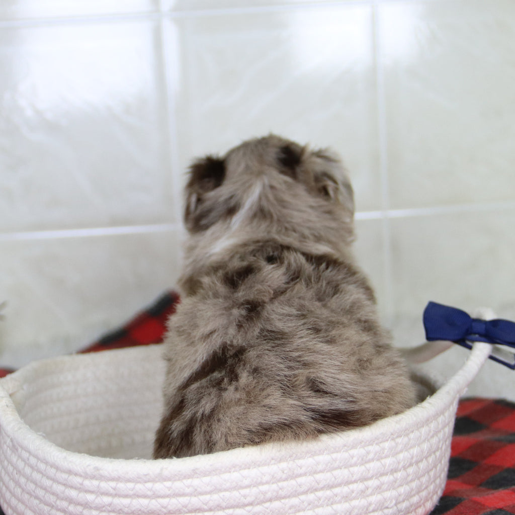 Herbert - Available Now