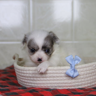 Karl - Available 1/15