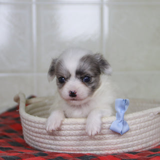 Karl - Available 1/15