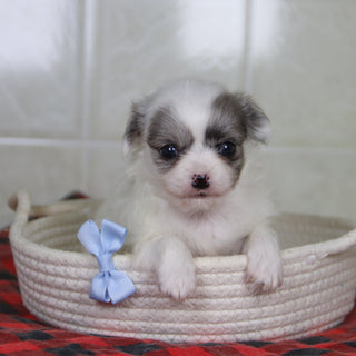 Karl - Available 1/15