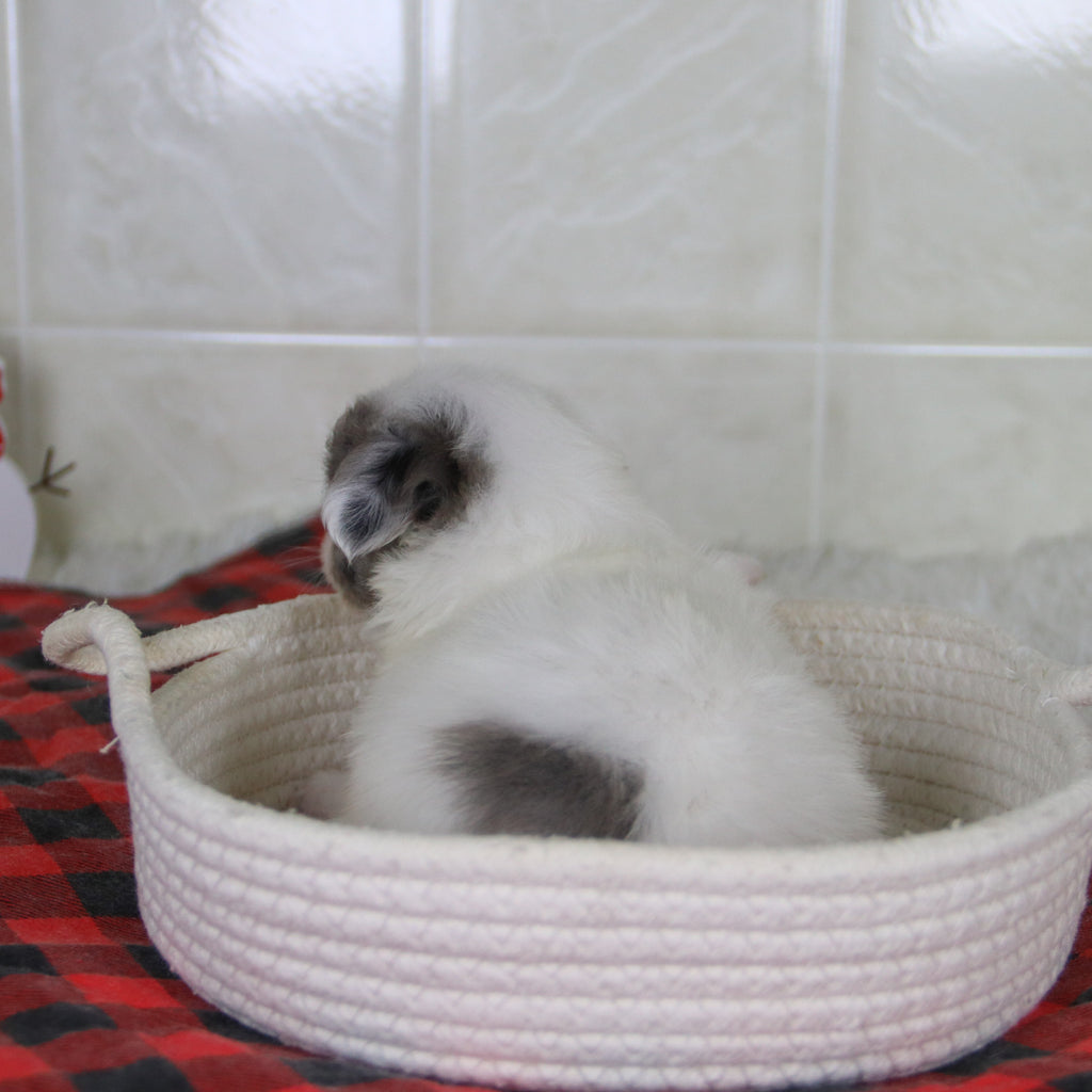 Karl - Available 1/15