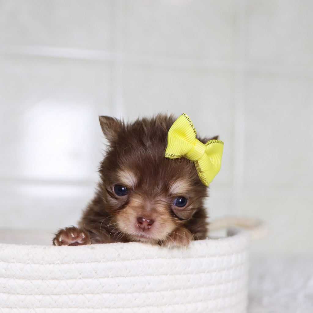 Lana - Available 2/4