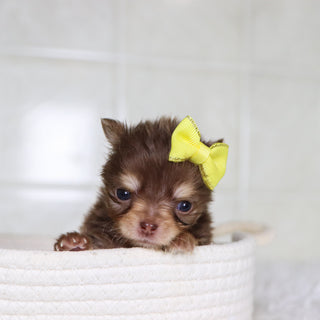 Lana - Available 2/4