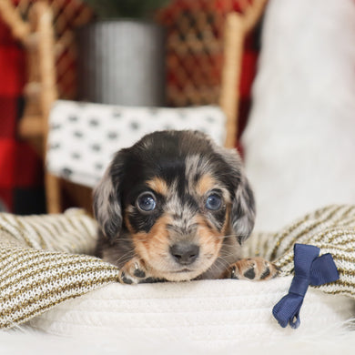 Street - Available 1/14