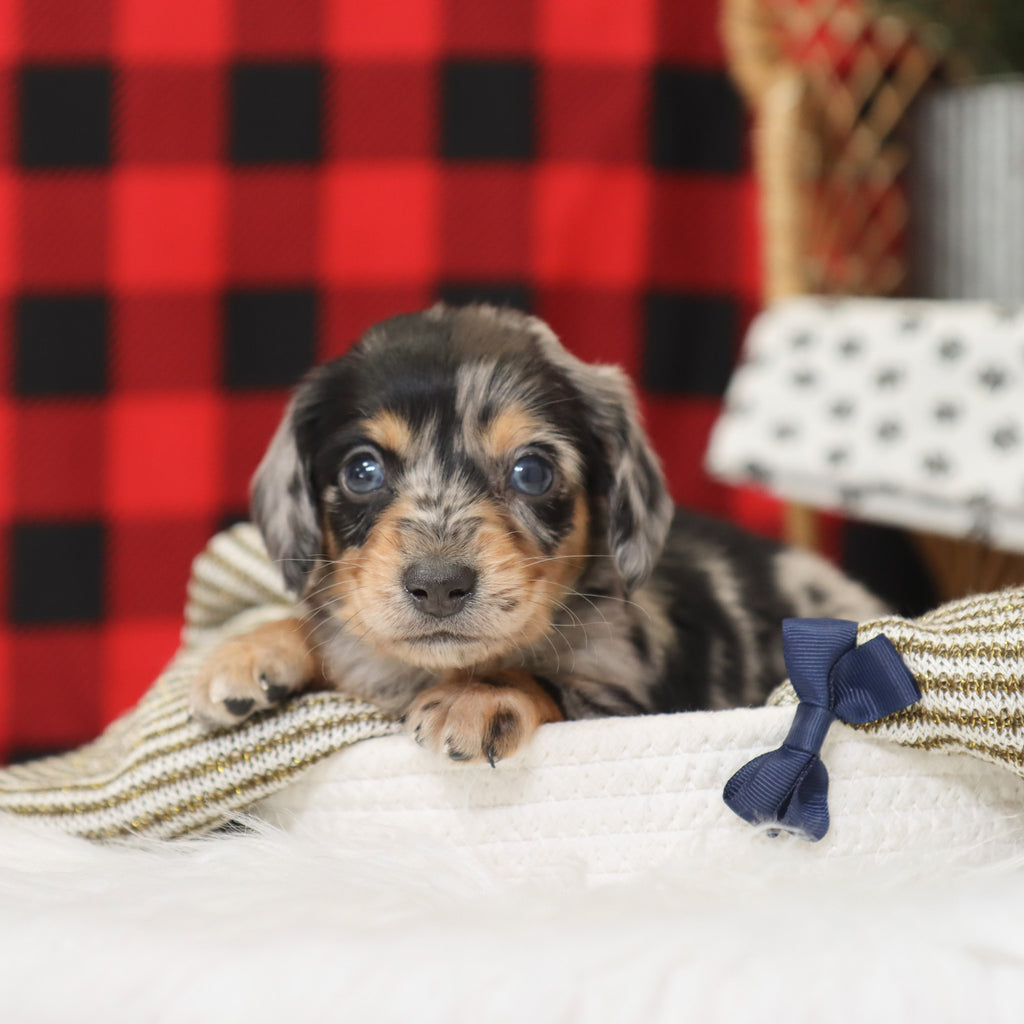 Street - Available 1/14