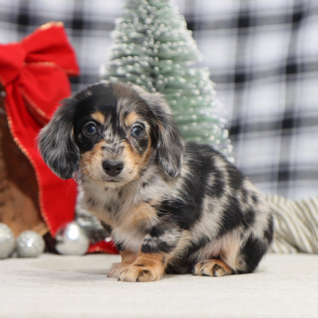 Street - Available 1/14