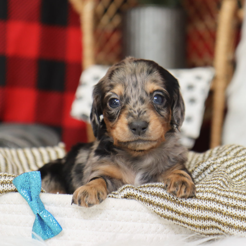 Ron - Available 1/14