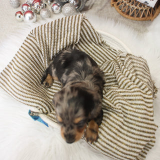 Ron - Available 1/14