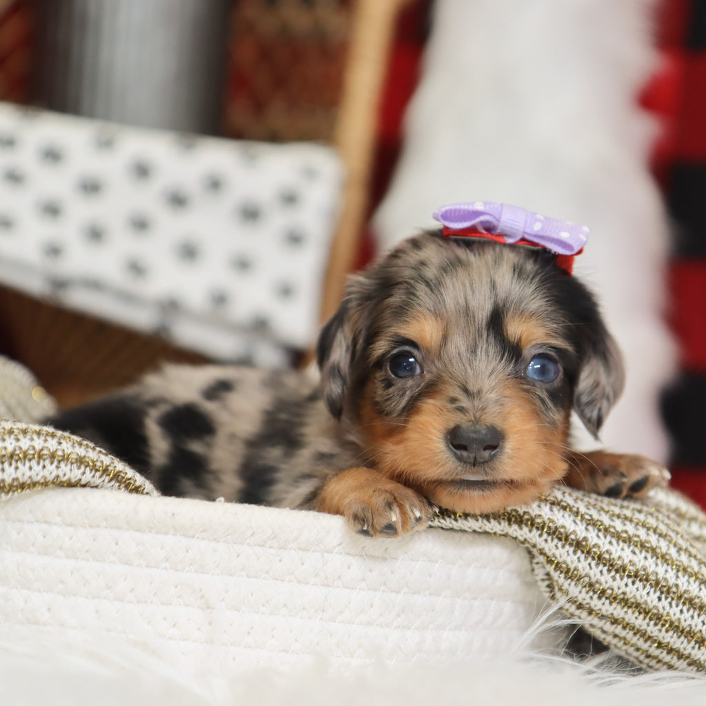 Samantha - Available 1/14