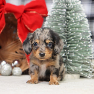 Samantha - Available 1/14