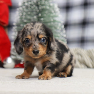 Samantha - Available 1/14