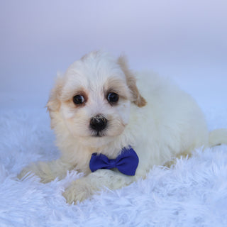 Tank - Available Now