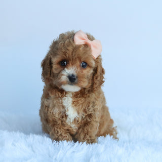 Theresa - Available 10/15