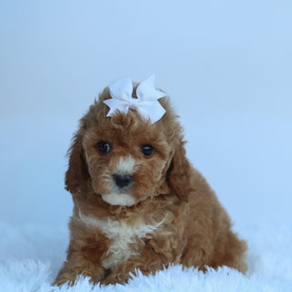 Molly - Available 10/15