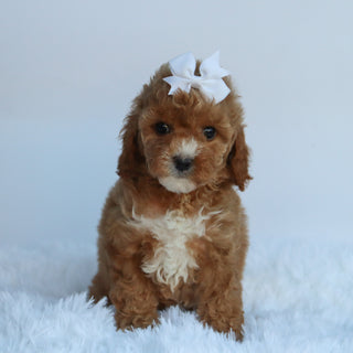 Molly - Available 10/15