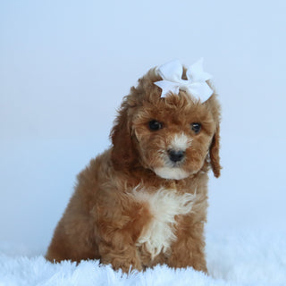 Molly - Available 10/15