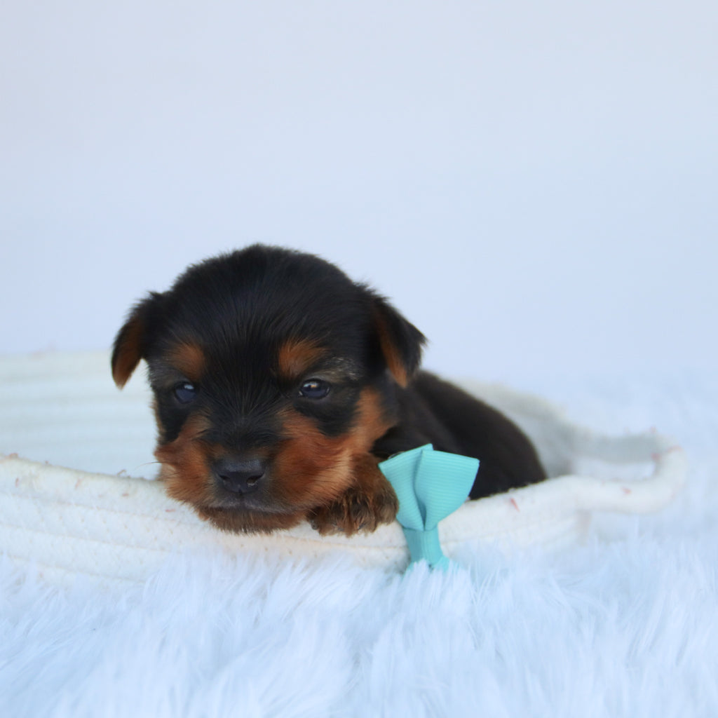 Eagle - Available Now