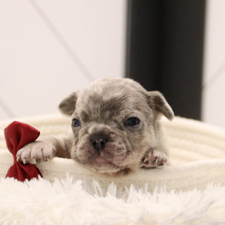 Keno - Available 2/4