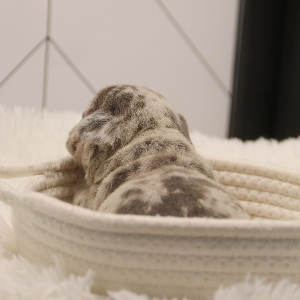 Keno - Available 2/4