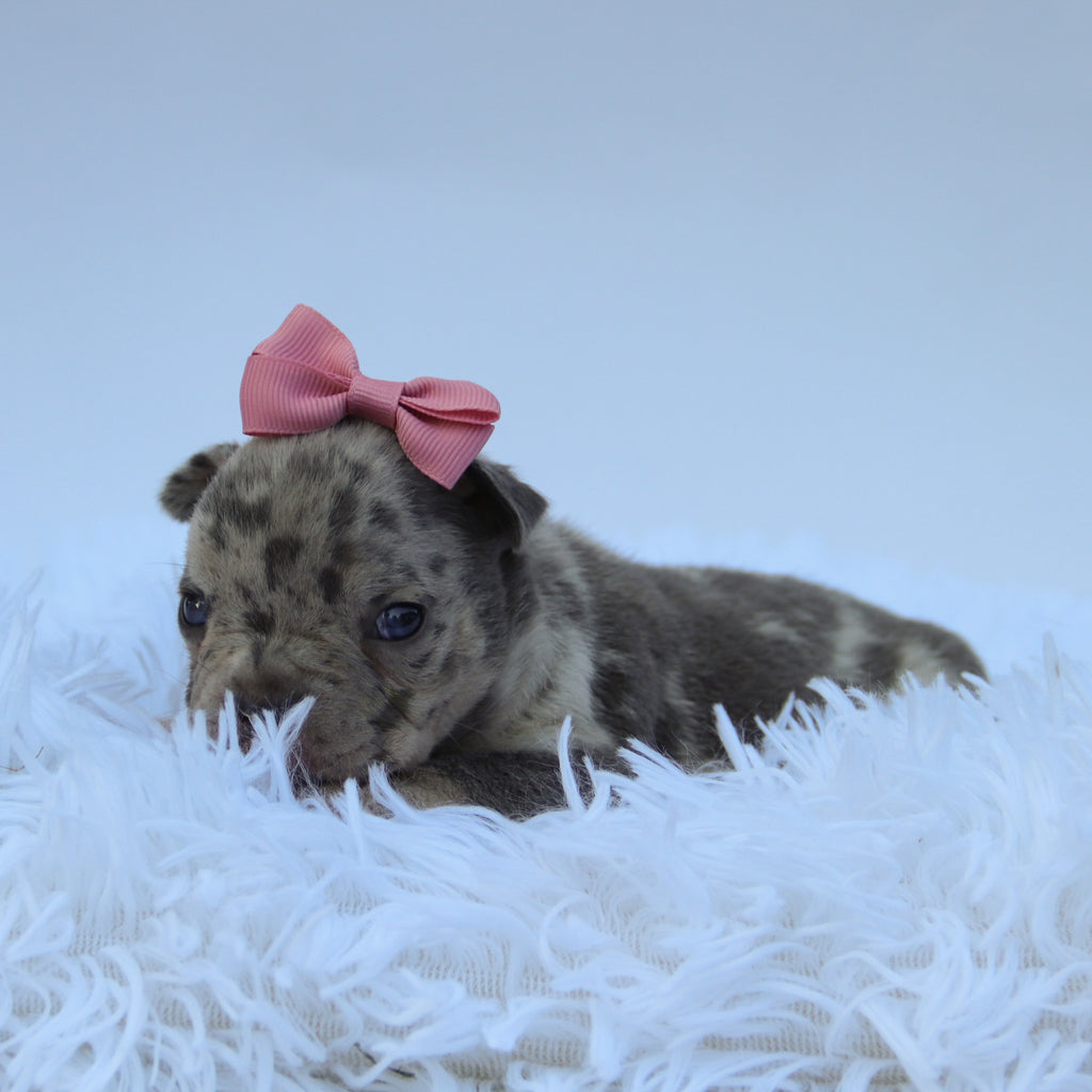 Leah - Available Now